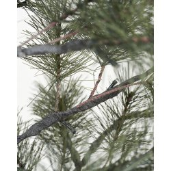 House doctor christmas tree w LED