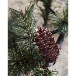 House doctor  Julegren med LED