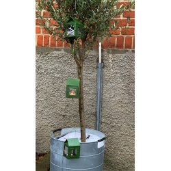 3 x hnge lanterner grn