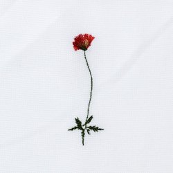 Flora serviet valmue