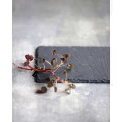 Nicolas vahe slate plate gr