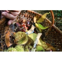 Opinel kastanje- og hvidlgs kniv 