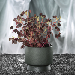 Ro Urtepotteskjuler 15 Grn