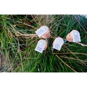 A2 living Krydderurte spyd