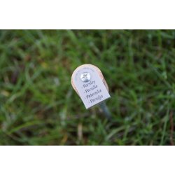 A2 living Krydderurte spyd